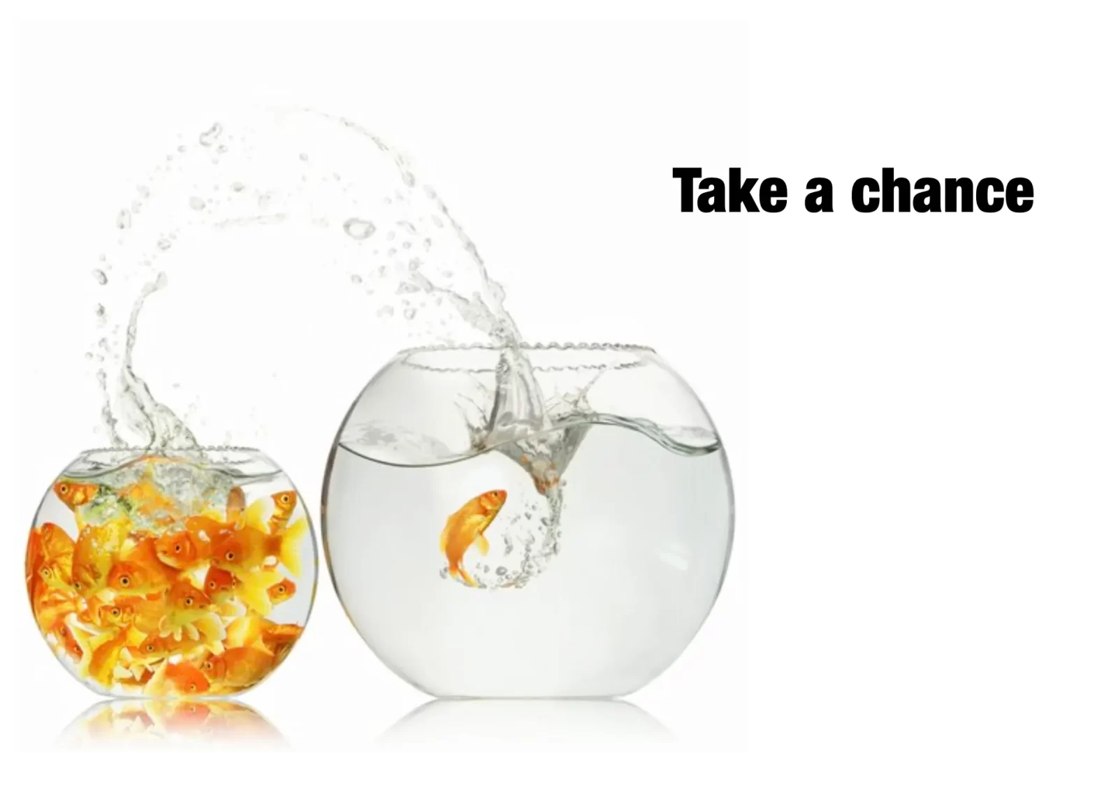 example slide for presentation fish